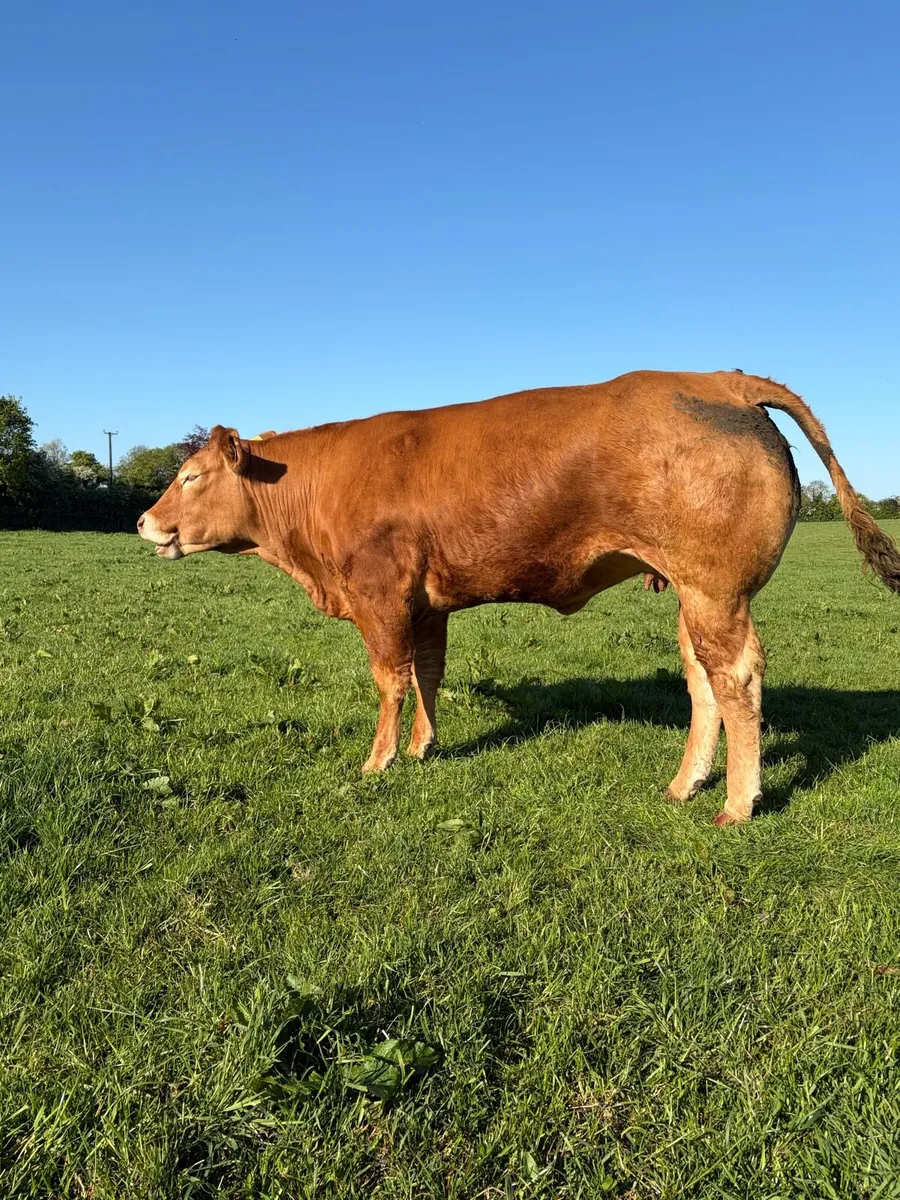 Incalf Heifers - Image 4