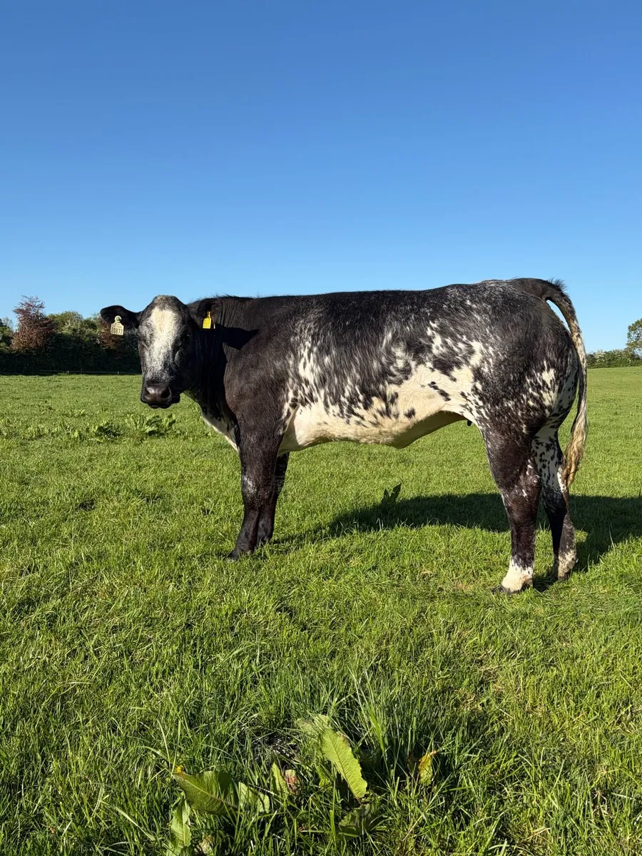 Incalf Heifers - Image 1