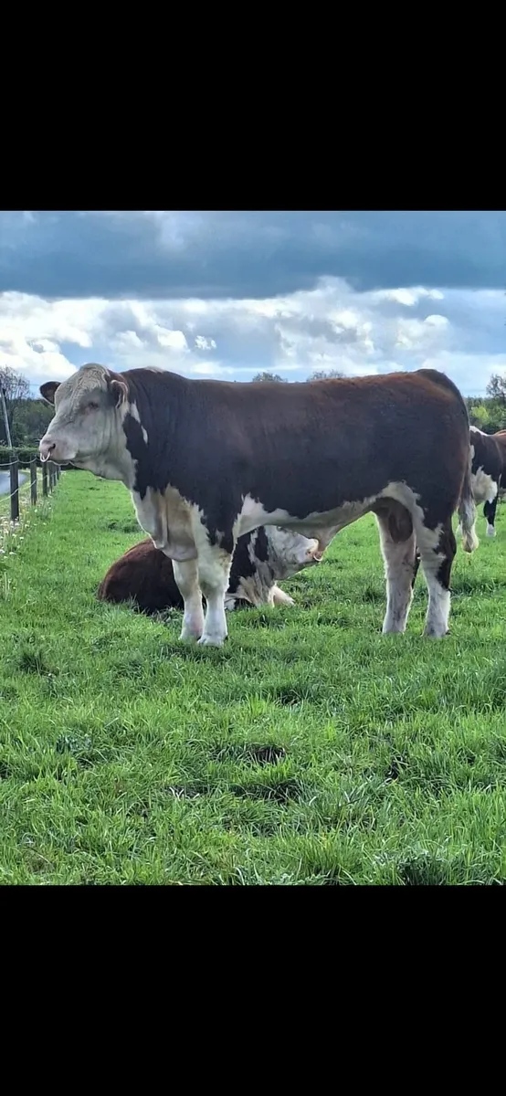 Hereford bulls - Image 2