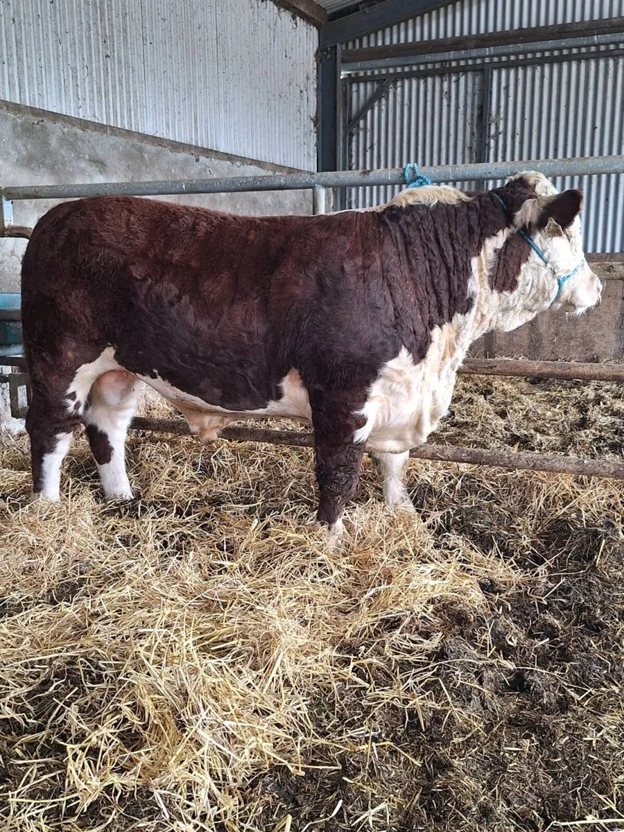 Hereford bulls - Image 1