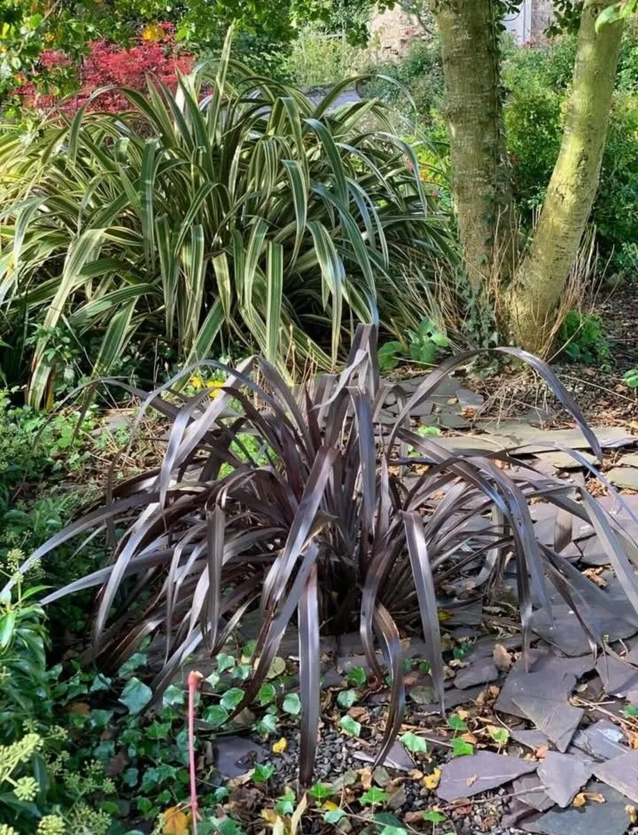 Huge New Zealand Flax plant in pot - Image 2