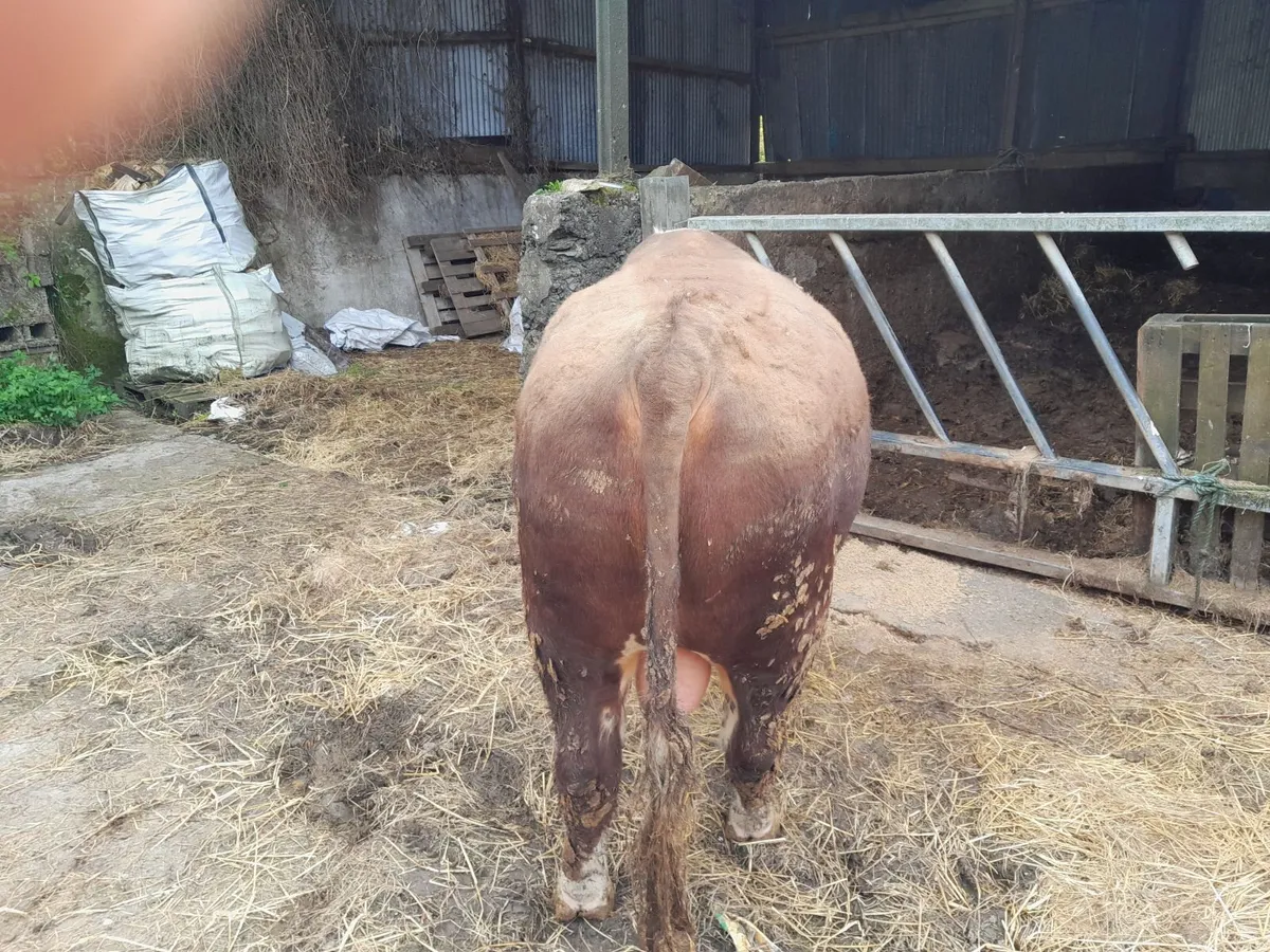Livestock - Image 3