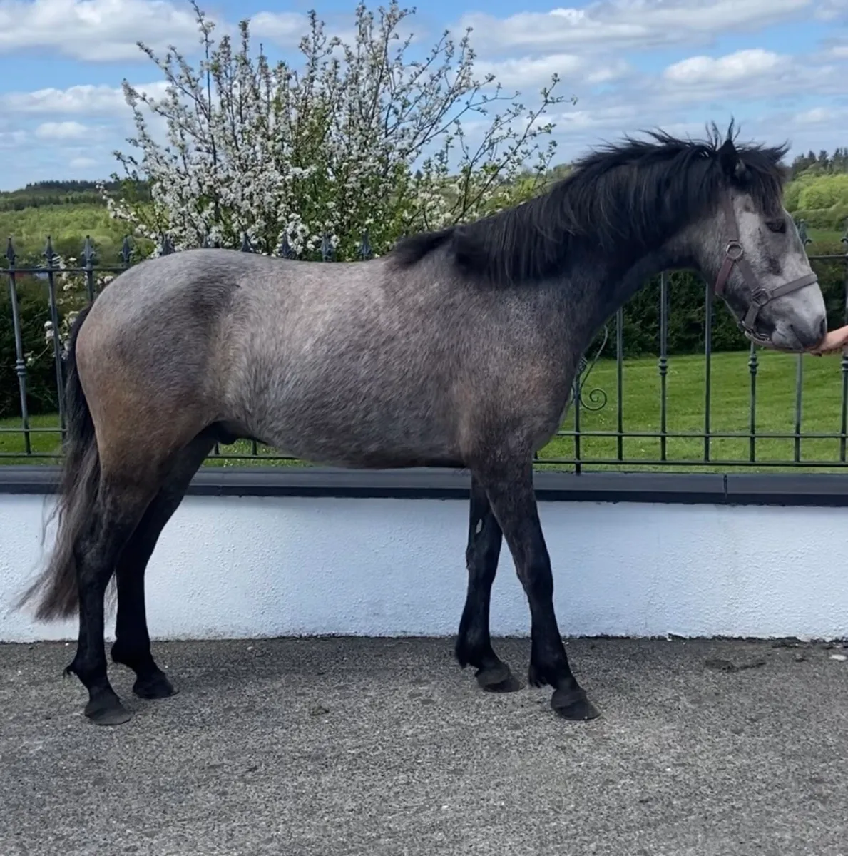Connemara Gelding - Image 1