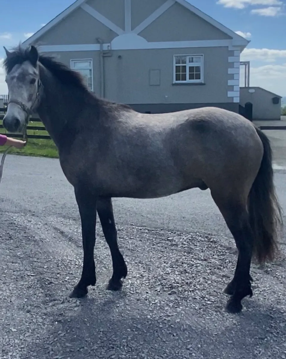 Connemara Gelding - Image 2