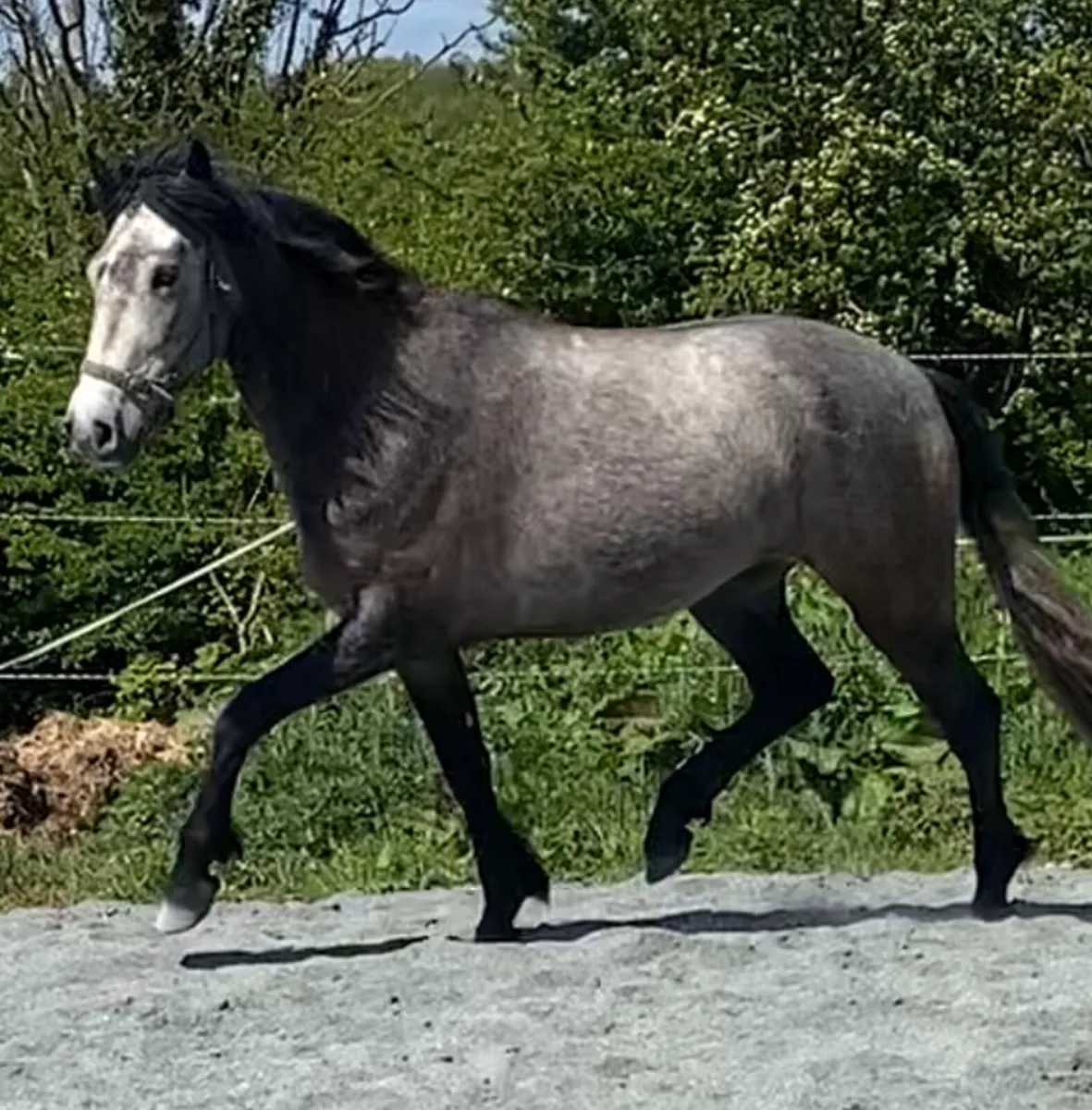 Connemara Gelding - Image 3