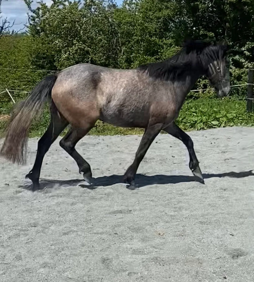 Connemara Gelding - Image 4