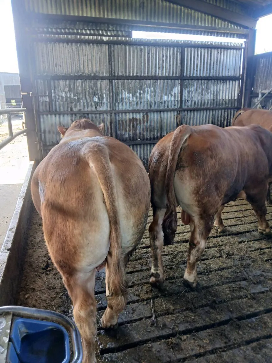 PB bull for sale - Image 1
