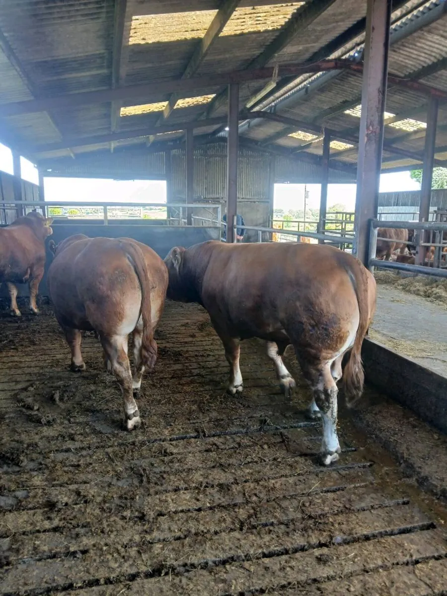 PB bull for sale - Image 2