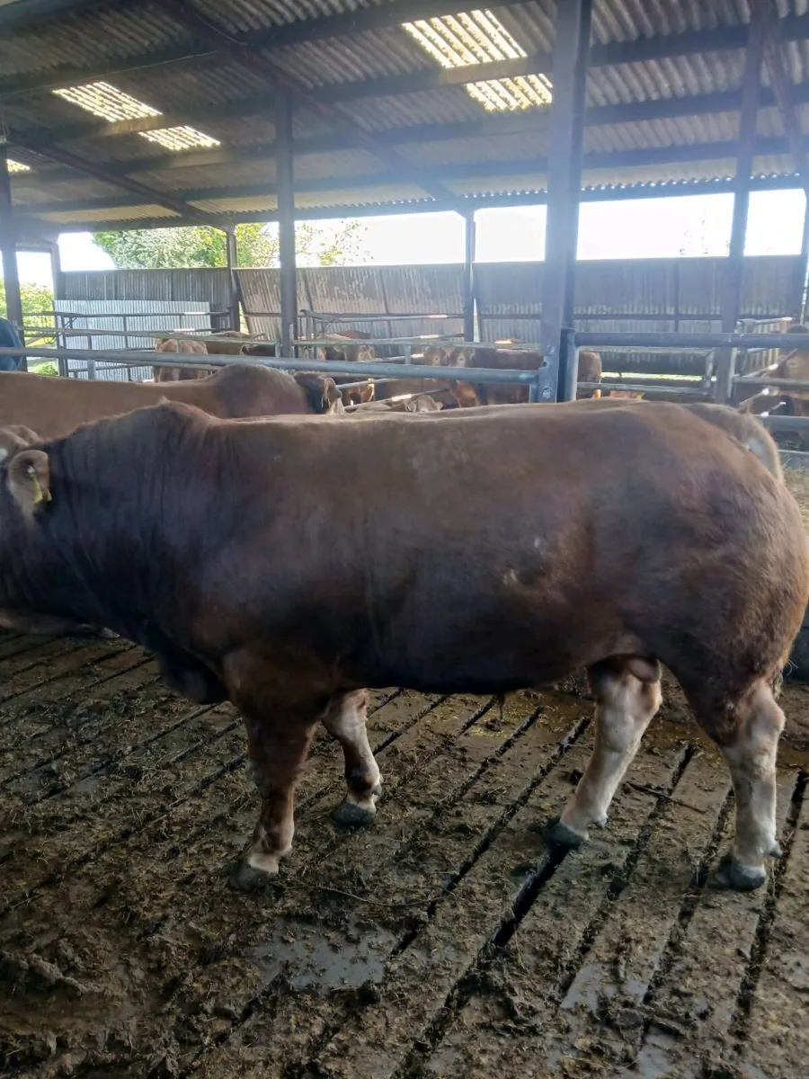 PB bull for sale - Image 3