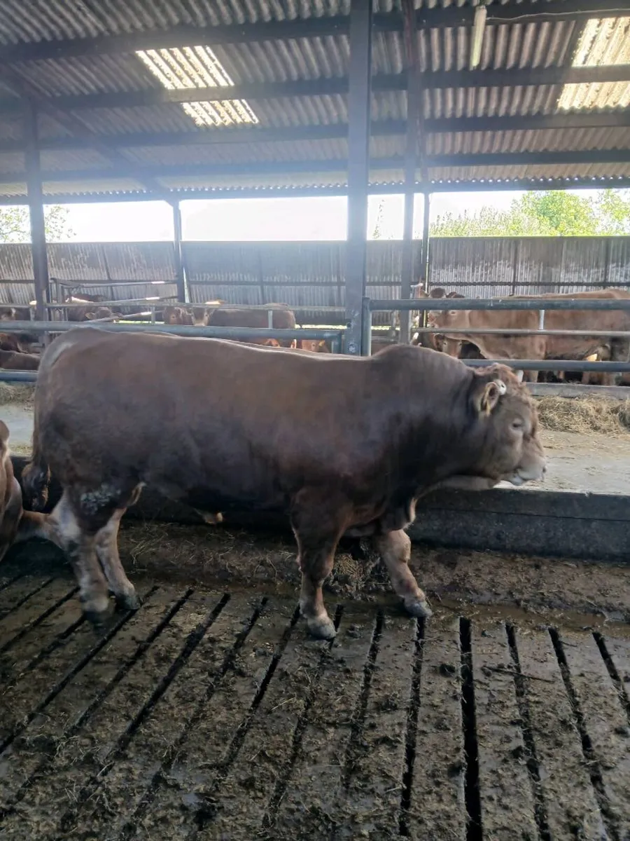 PB bull for sale - Image 4