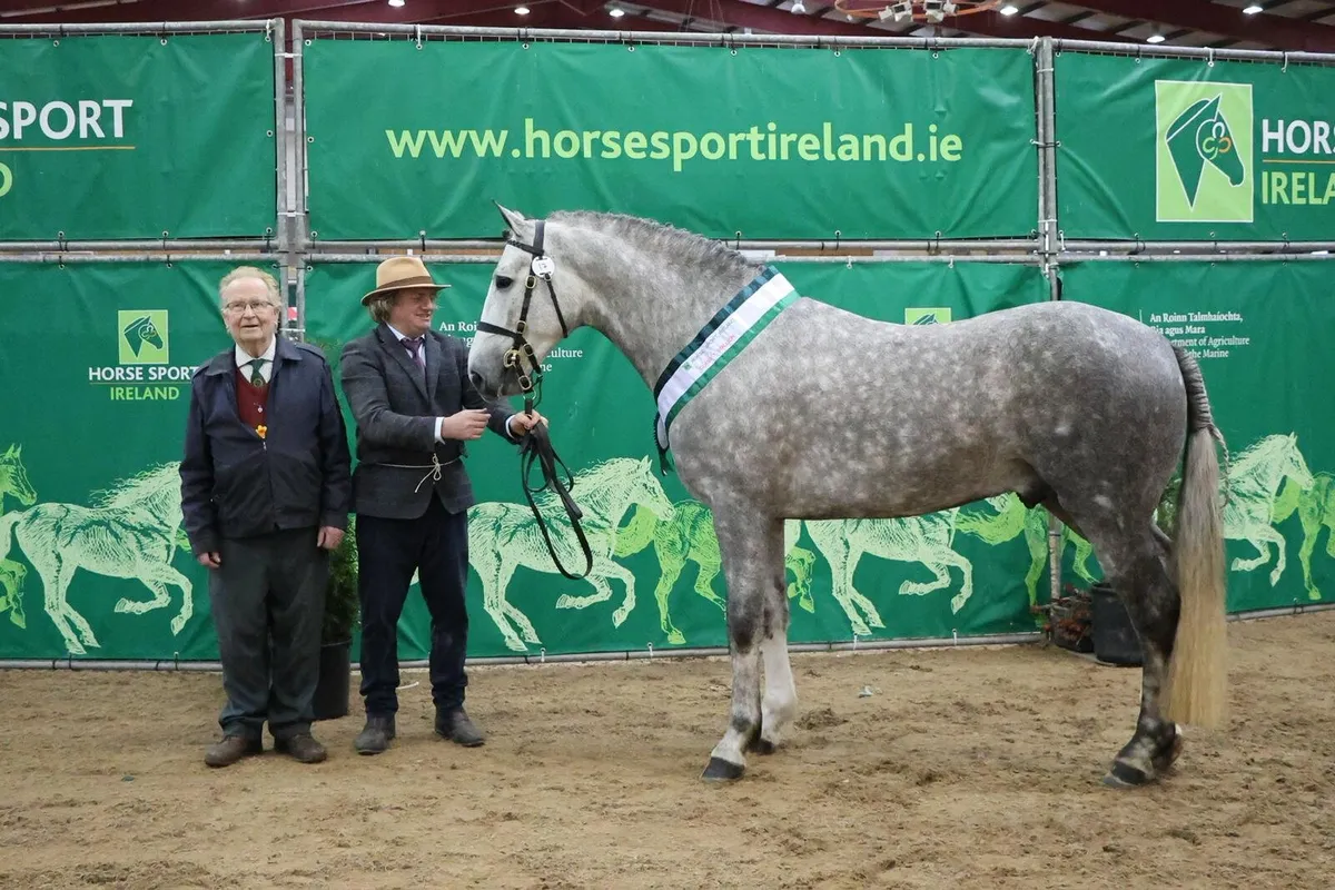 Irish Draught stallion for sale - Image 1