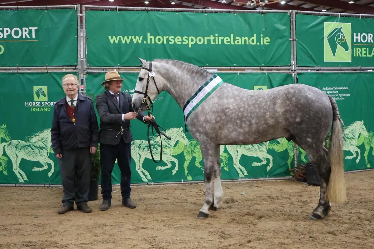 Irish Draught stallion for sale - Image 2