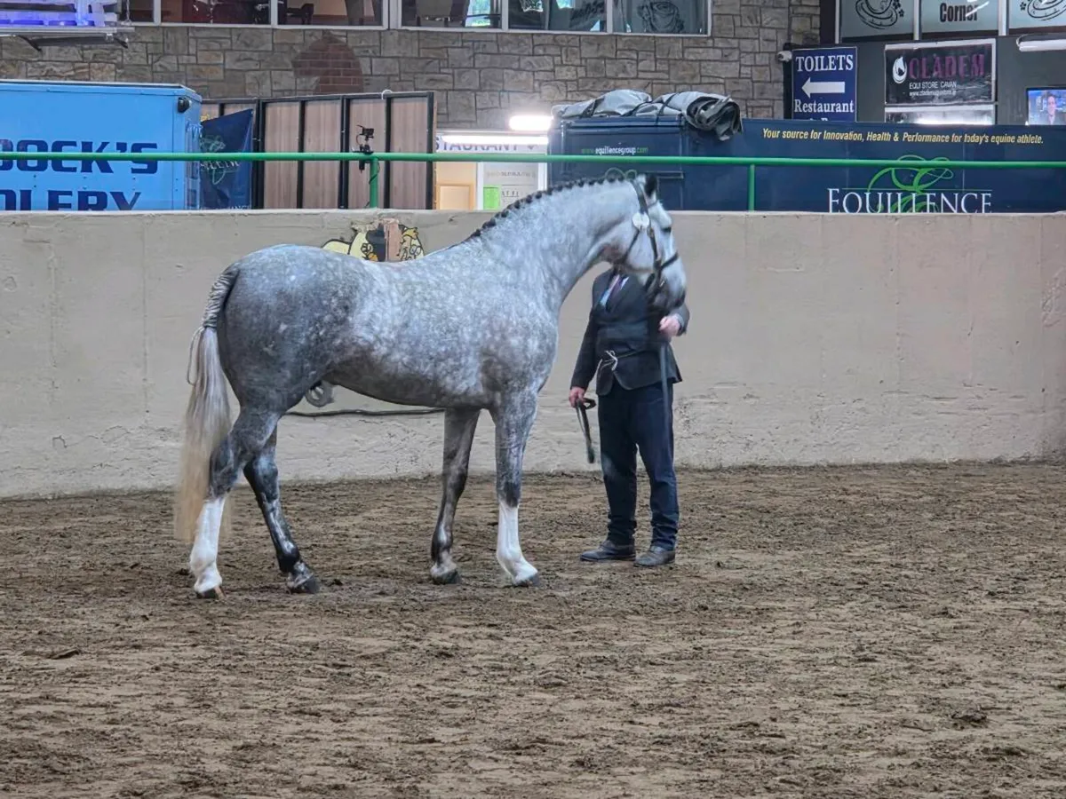 Irish Draught stallion for sale - Image 3