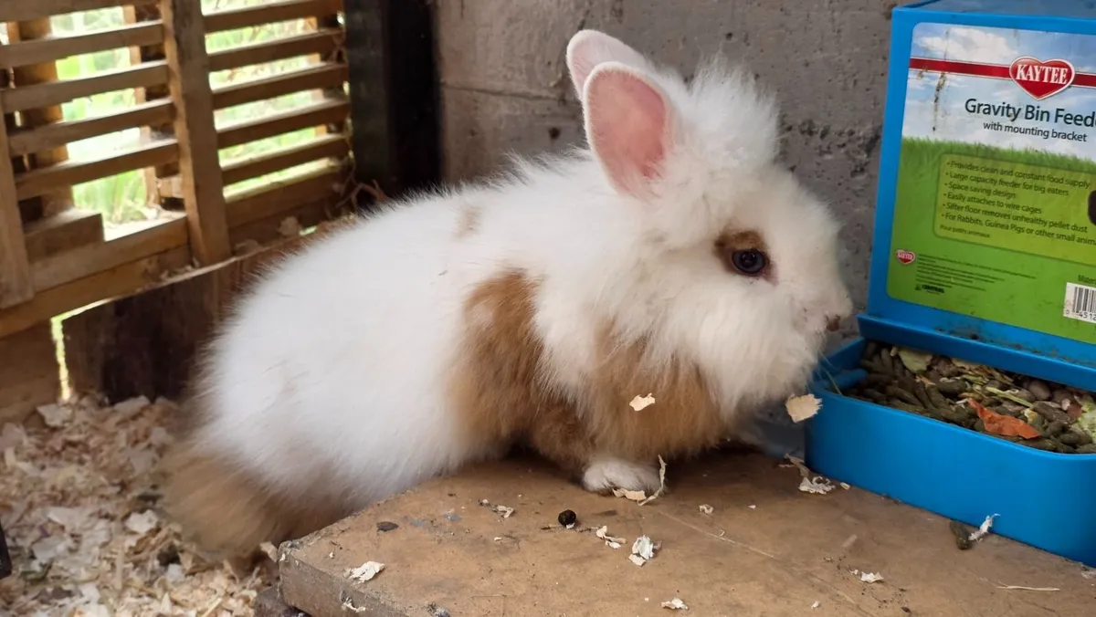 Well Socialized Lionhead x Dwarf Bunny Rabbits - Image 3