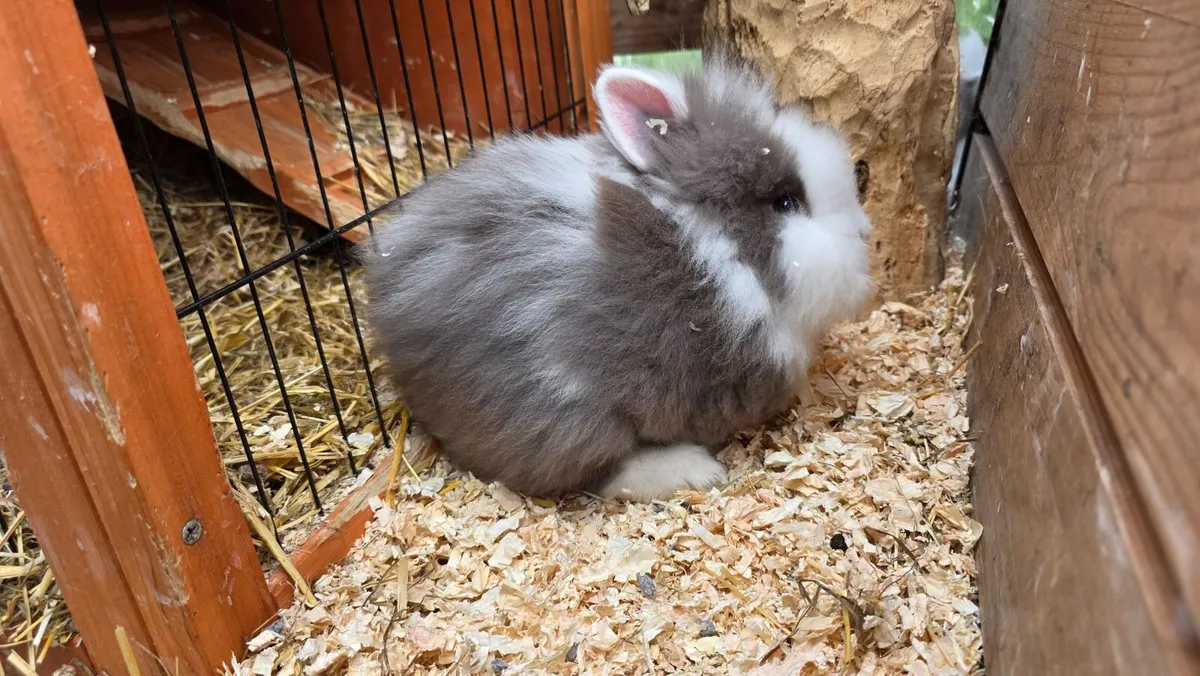 Well Socialized Lionhead x Dwarf Bunny Rabbits - Image 4
