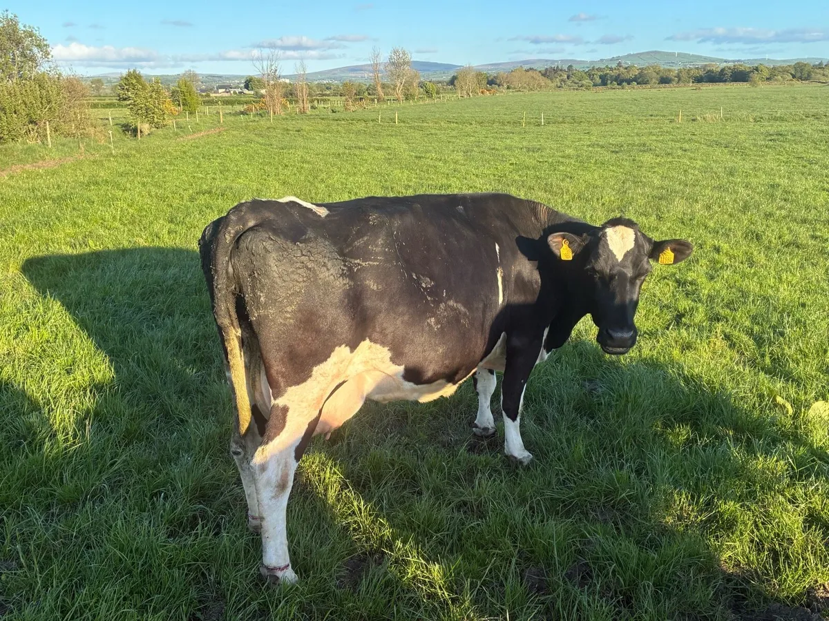 Incalf cows - Image 1