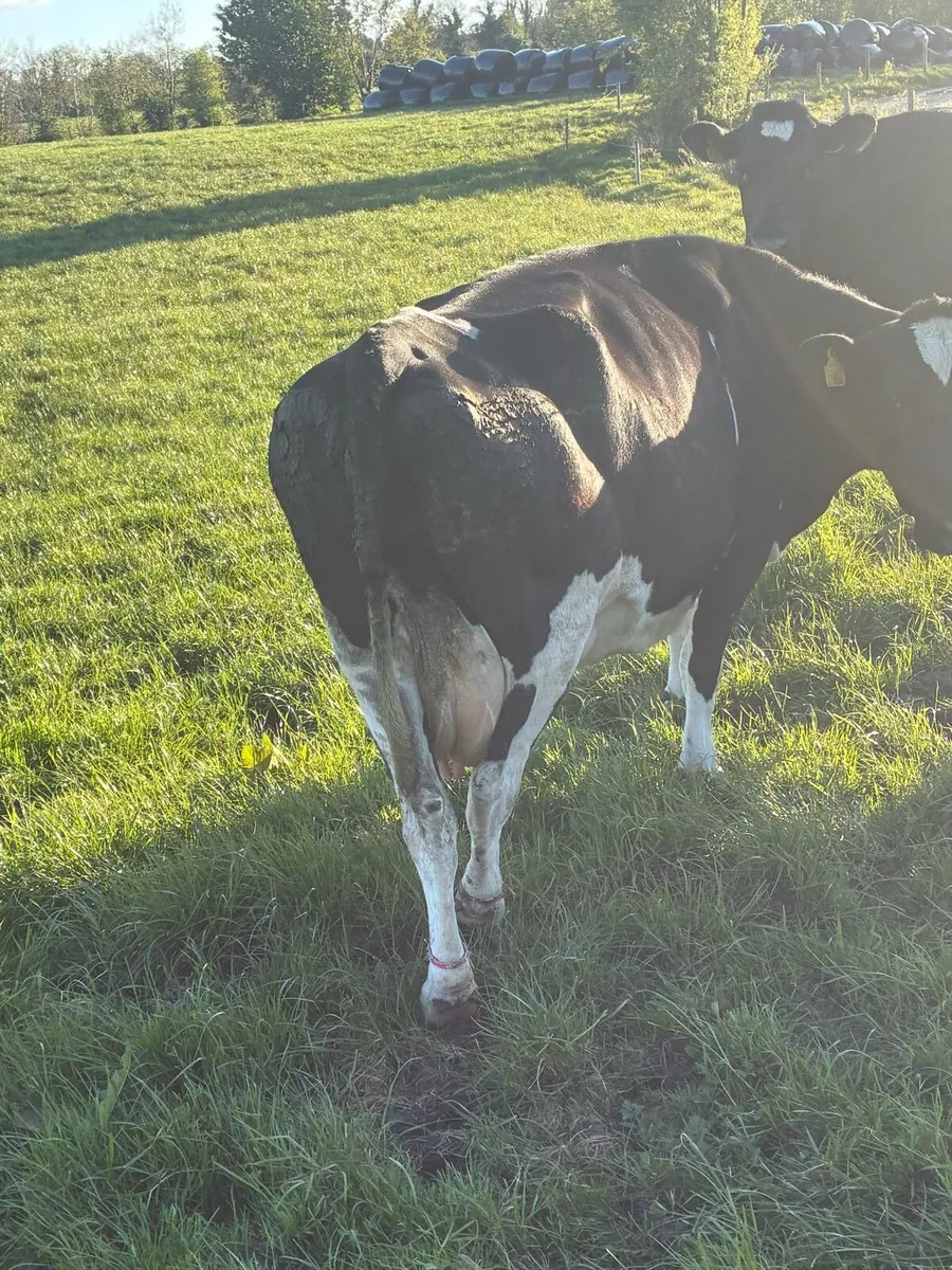Incalf cows - Image 2