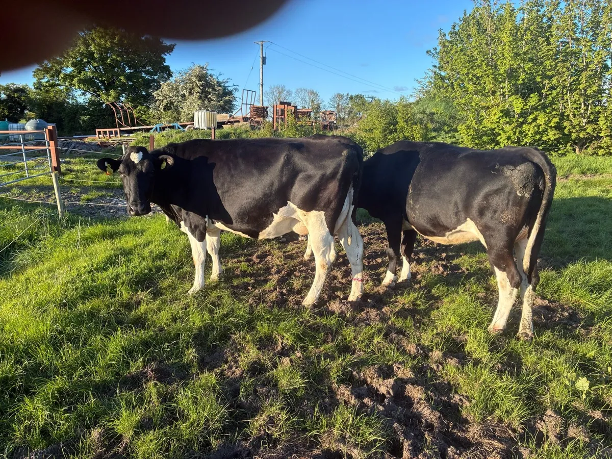 Incalf cows - Image 3
