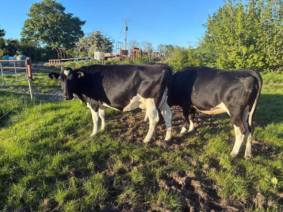 Incalf cows - Image 4