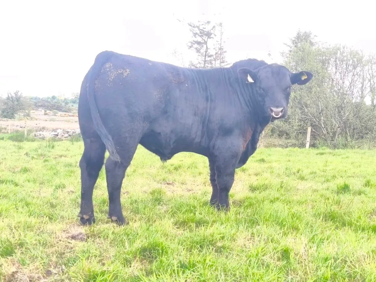 Pedigree Angus bulls - Image 2