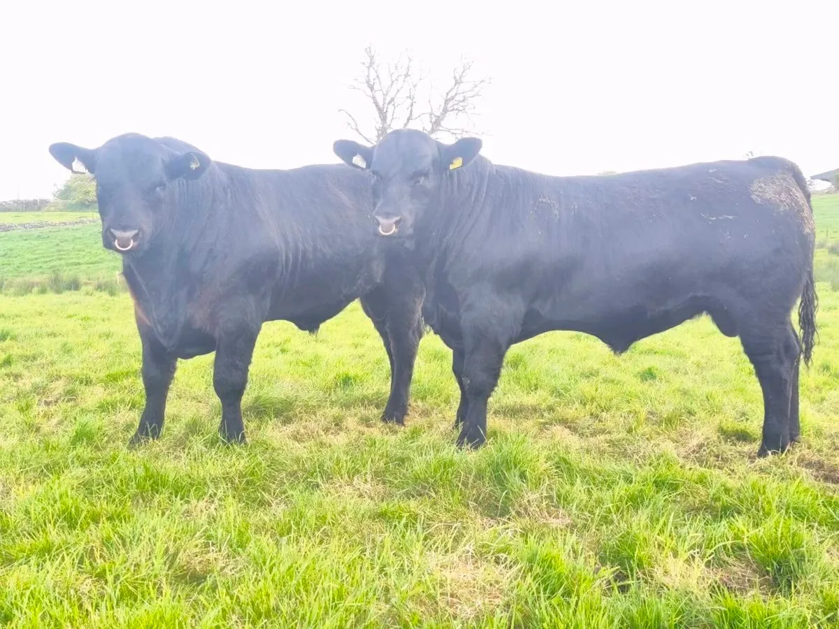 Pedigree Angus bulls - Image 1