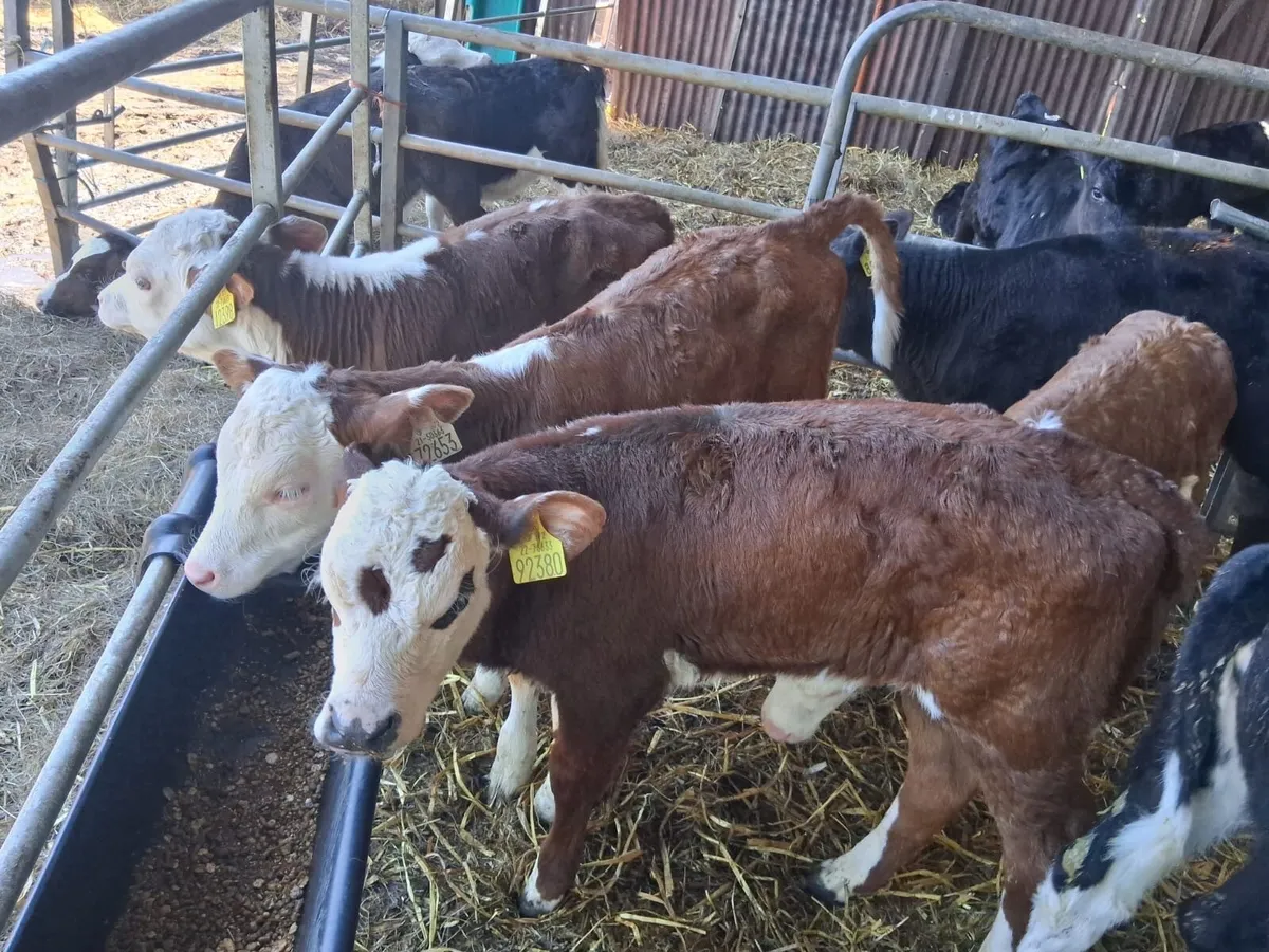 Cheap Calves - Image 2