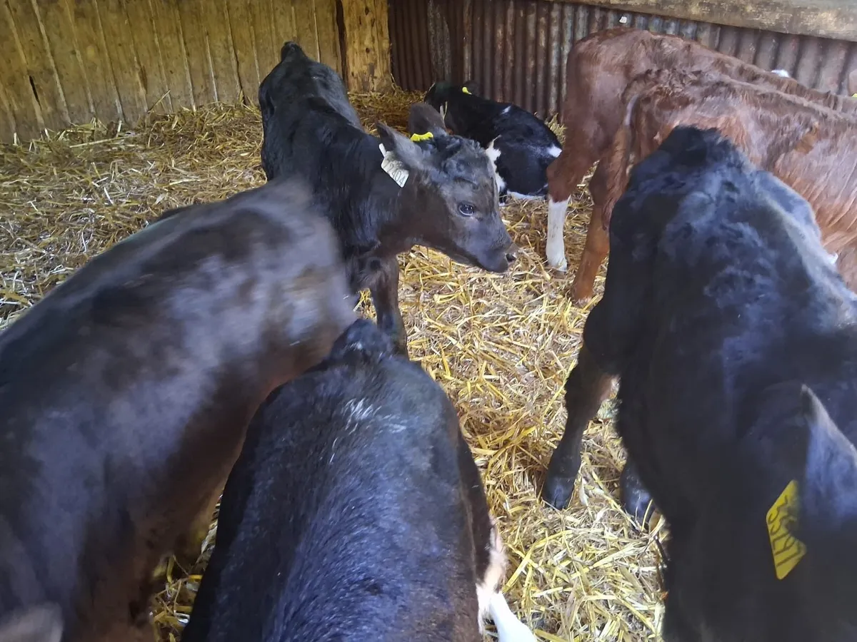 Cheap Calves - Image 3