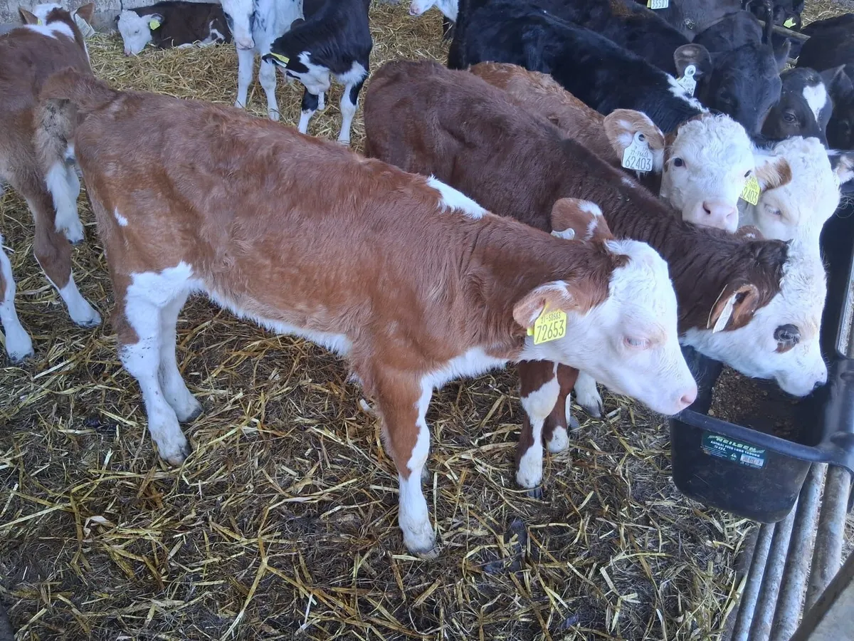 Cheap Calves - Image 1