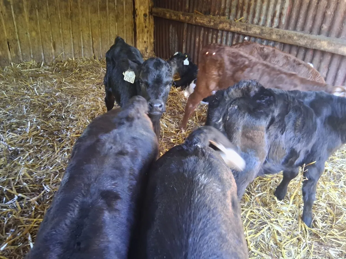 Cheap Calves - Image 4