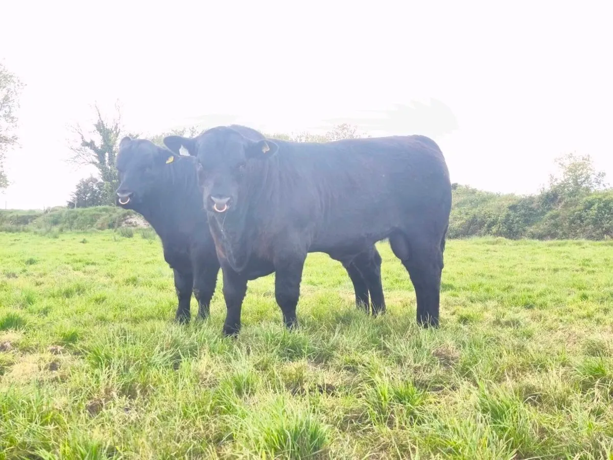 Pedigree Angus bulls - Image 3