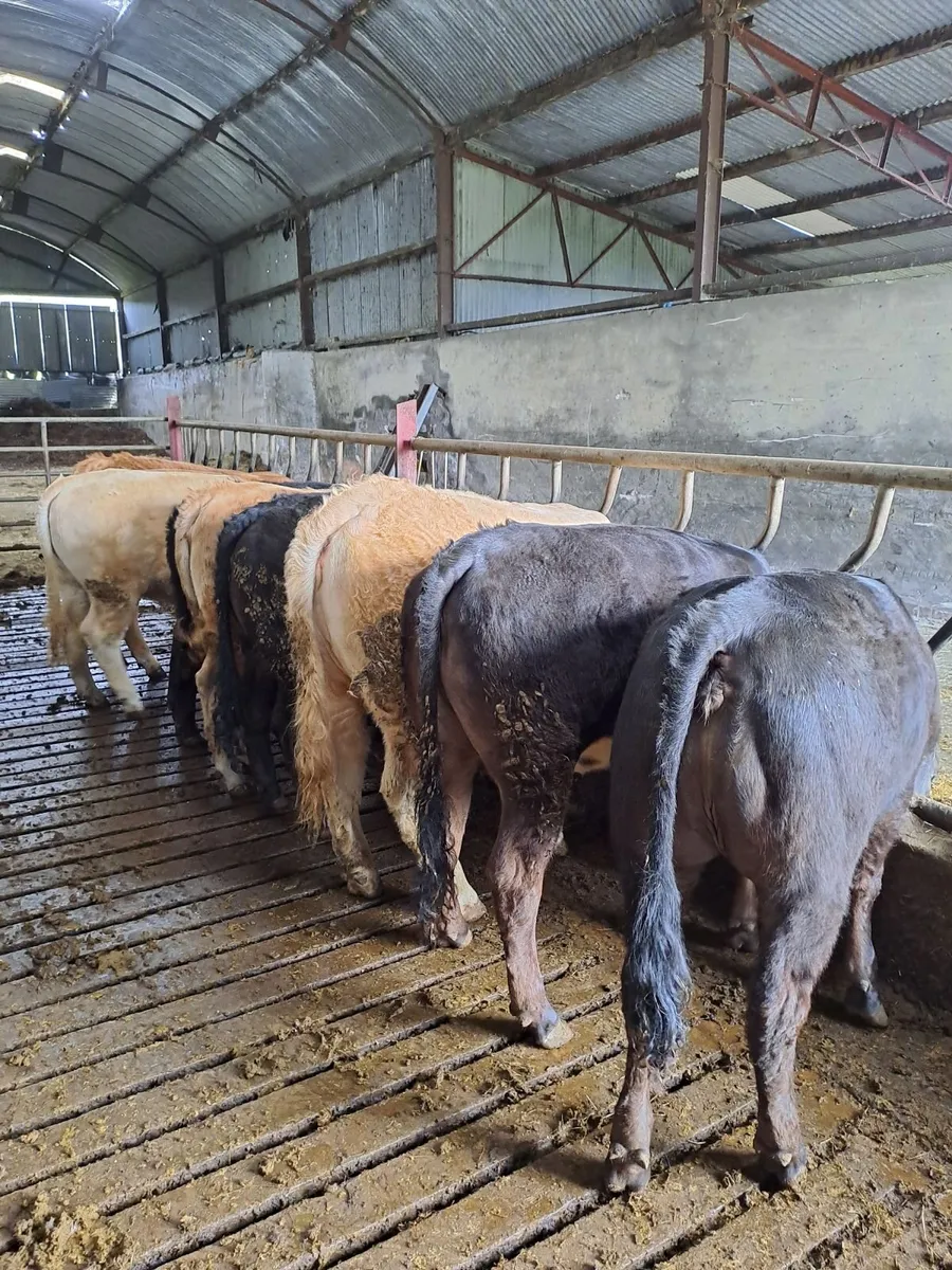 9 Home bred Lim and Ch Heifers - Image 1