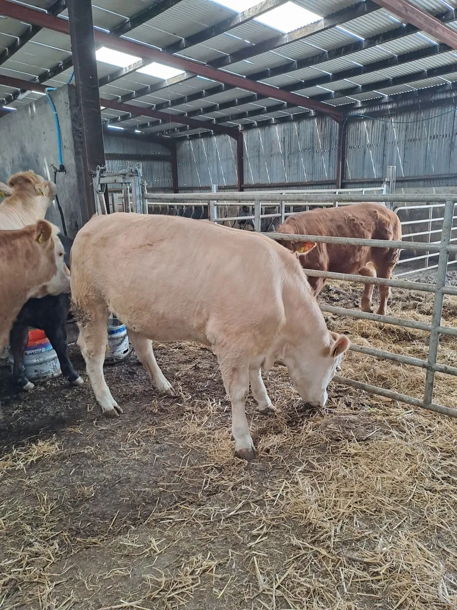 9 Home bred Lim and Ch Heifers - Image 4