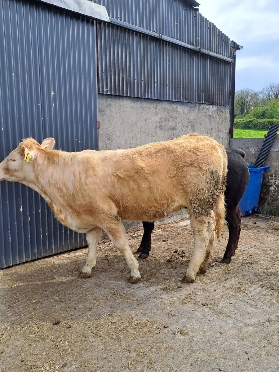 9 Home bred Lim and Ch Heifers - Image 2