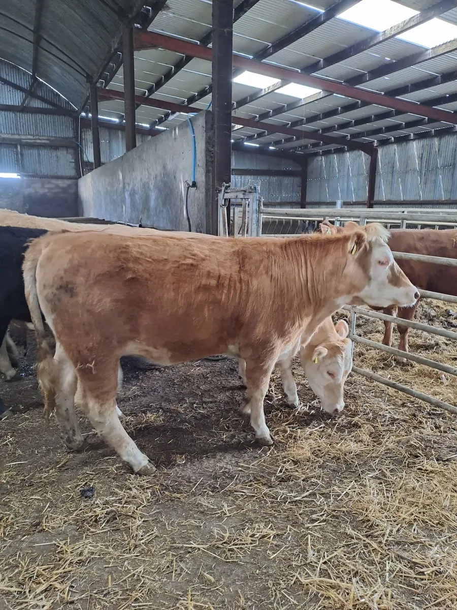 9 Home bred Lim and Ch Heifers - Image 3