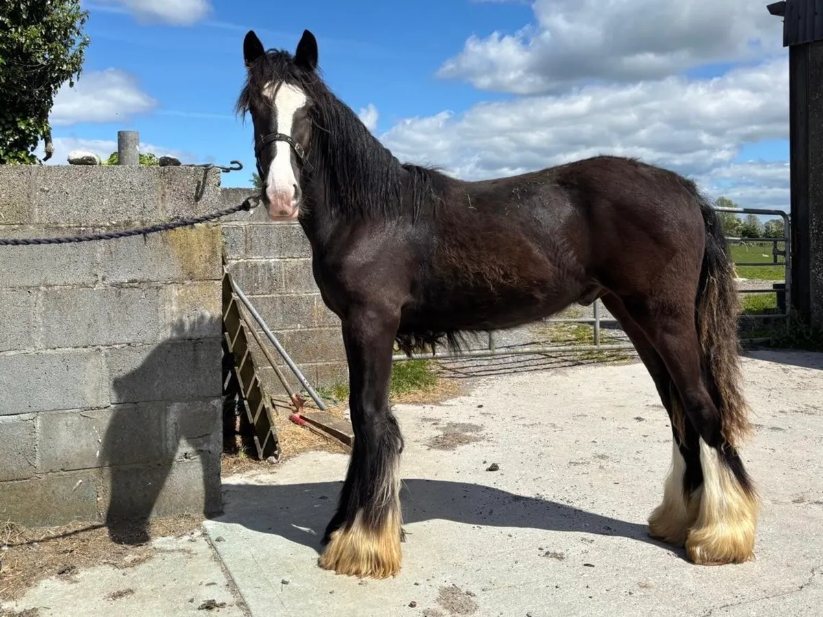 *Fully Registered Irish Cob Colt Yearling* - Image 2