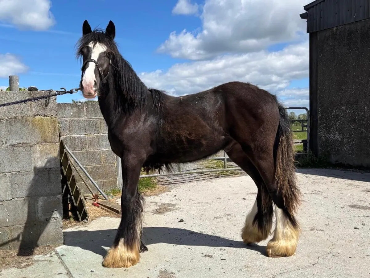 *Fully Registered Irish Cob Colt Yearling* - Image 1