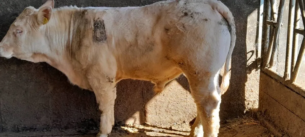 4 star  PBR Charolais bull - Image 2