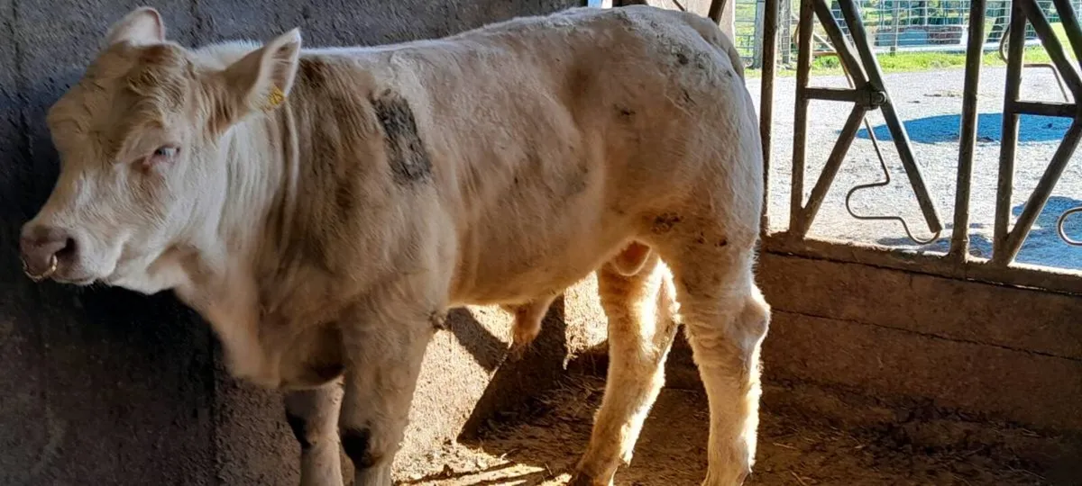 4 star  PBR Charolais bull - Image 3
