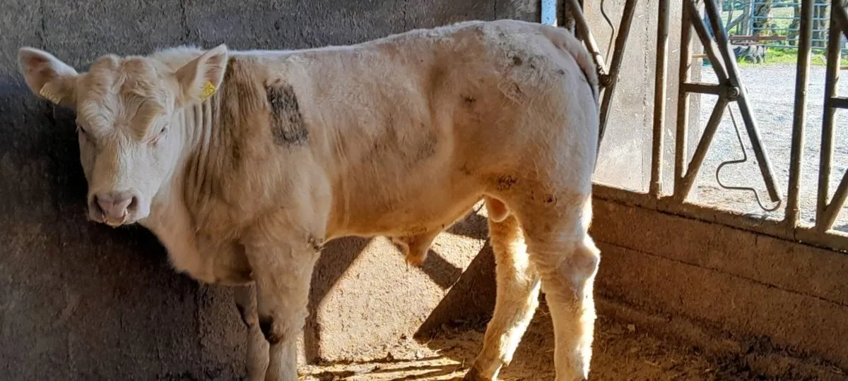 4 star  PBR Charolais bull - Image 4