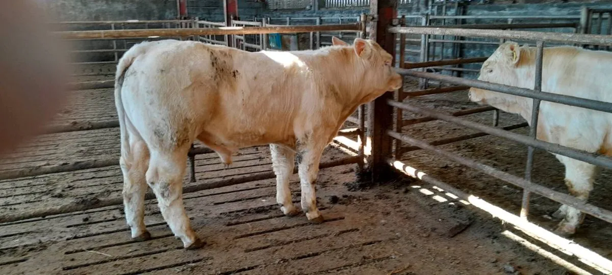 4 star  PBR Charolais bull - Image 1