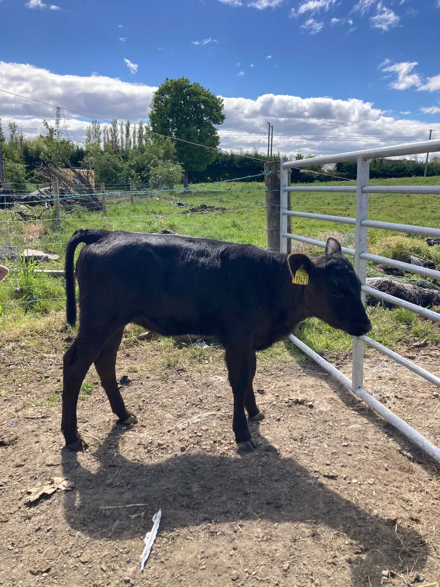 REARED Organic Calves - Image 1