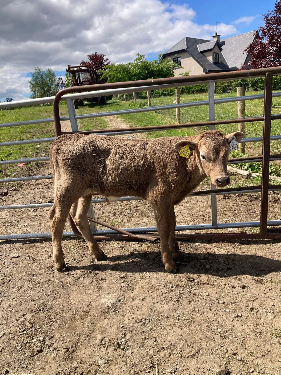 REARED Organic Calves - Image 2