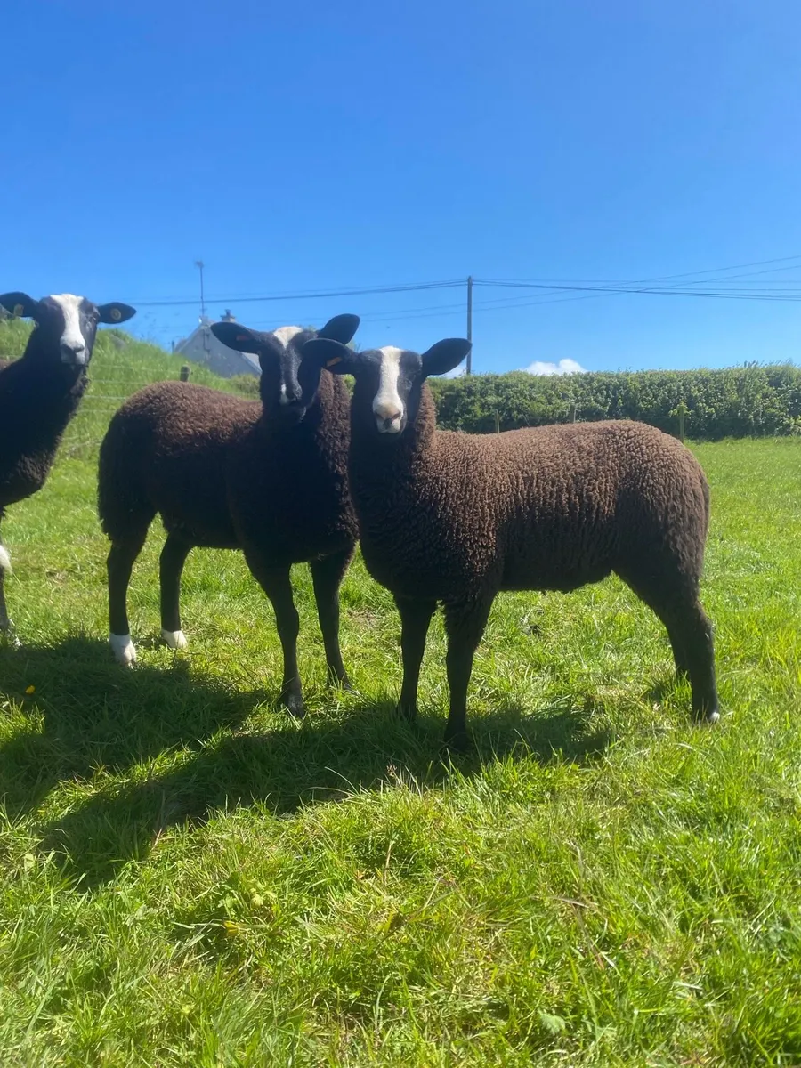 Zwartble ewe lambs - Image 1