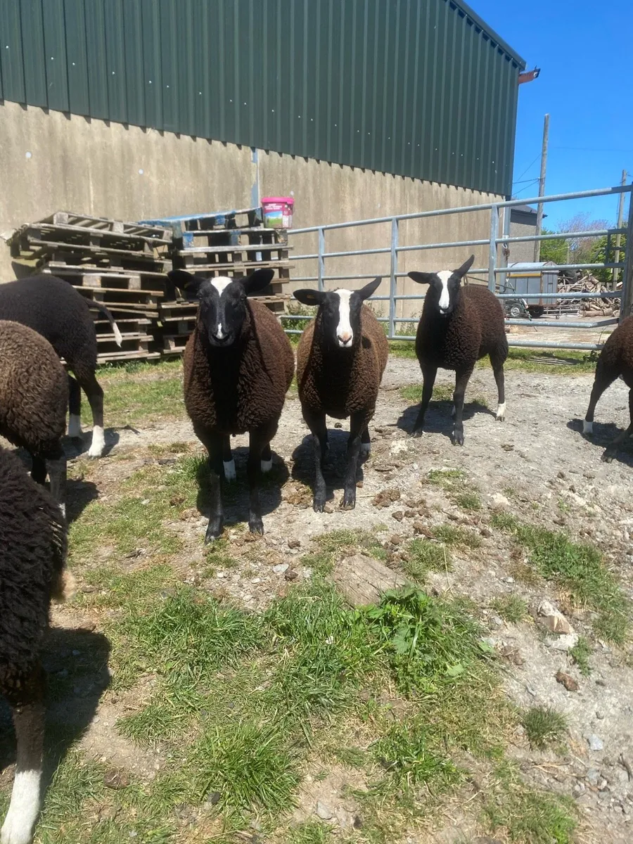 Zwartble ewe lambs - Image 2