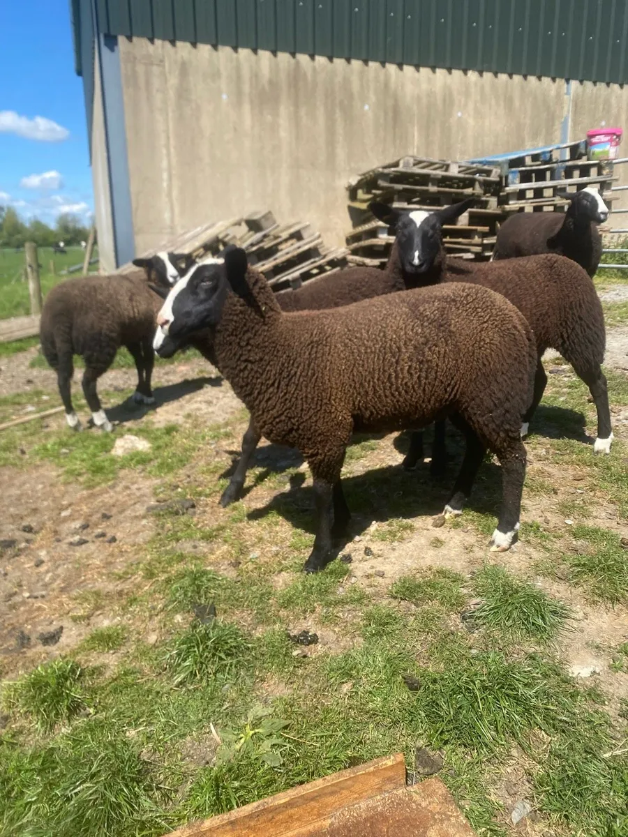 Zwartble ewe lambs - Image 3