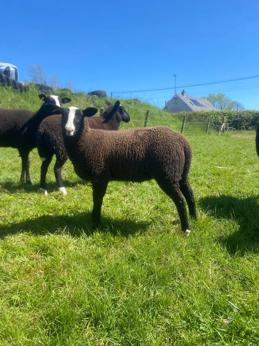 Zwartble ewe lambs - Image 4