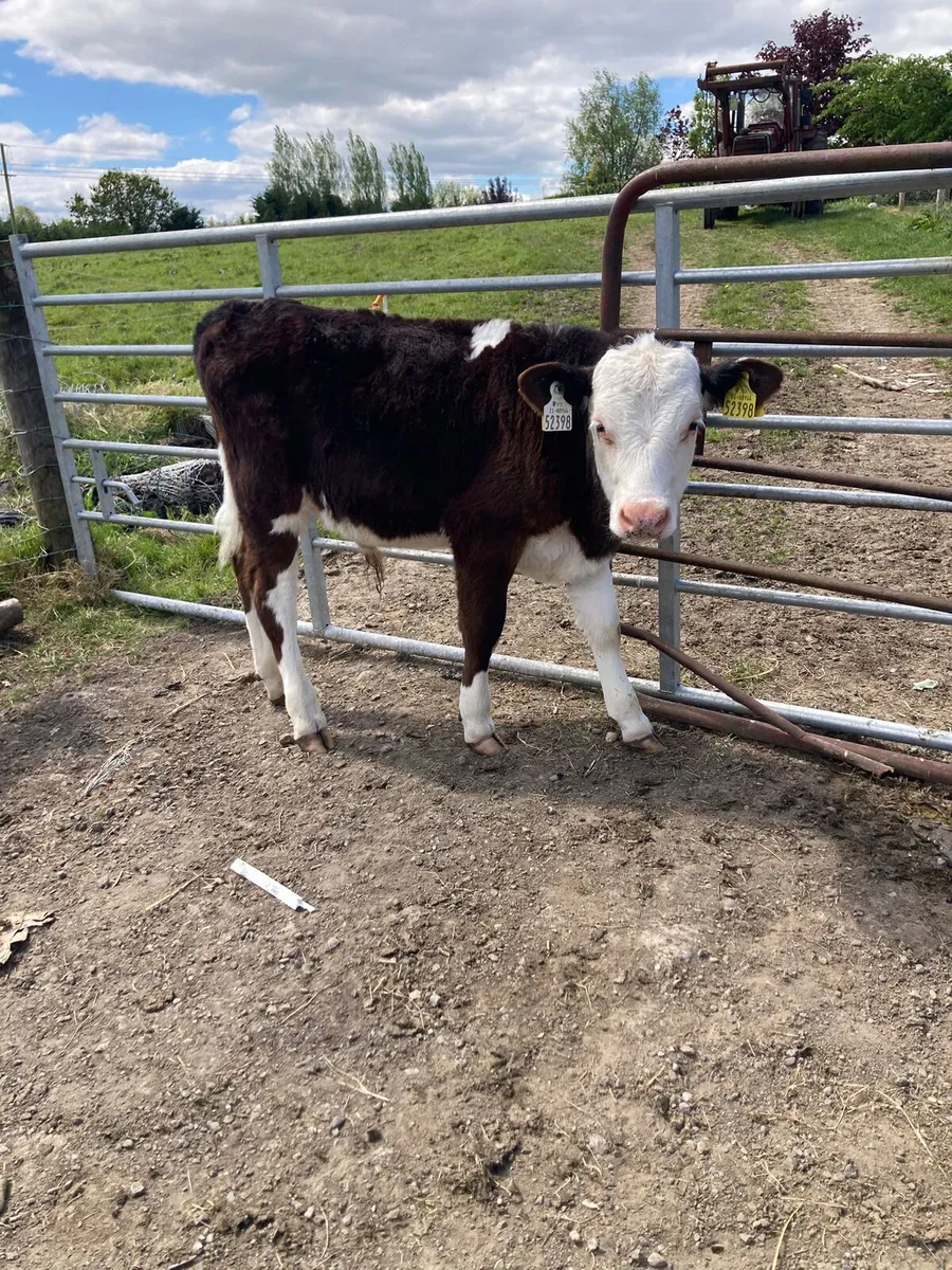 REARED Organic Calves - Image 3