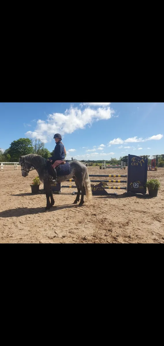 148cm CP lot 155 15th May clifden sales - Image 2