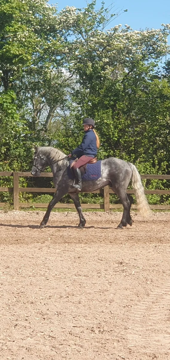 148cm CP lot 155 15th May clifden sales - Image 3