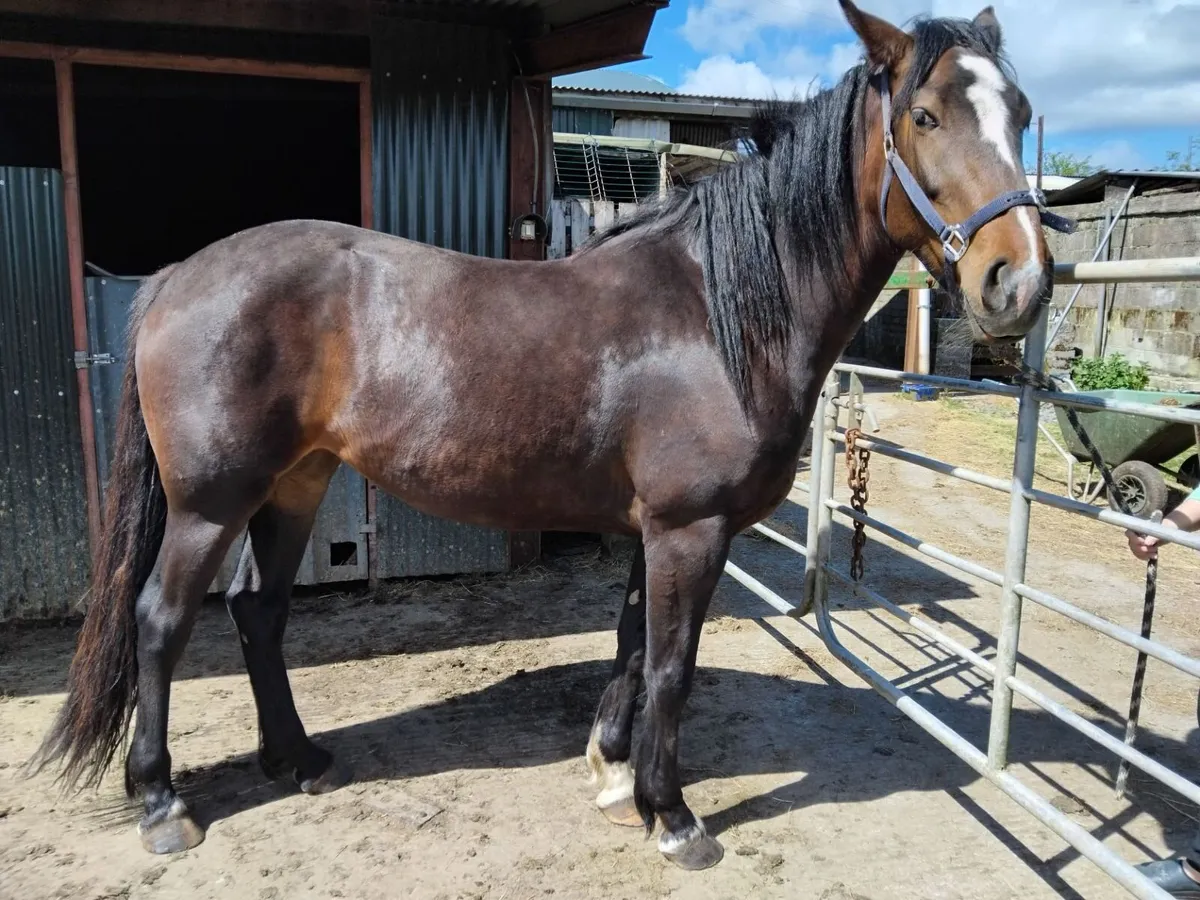 SHIRE X SPORTS HORSE - Image 1